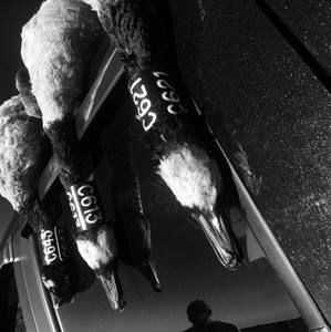 Meet your Posher, Drew